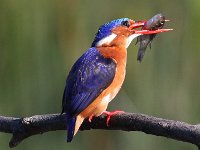 frieda 186  Malachite Kingfisher - Frieda Prinsloo 2013 : frieda